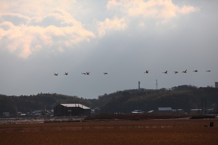 湖北平野のコハクチョウ　　２_f0174293_964251.jpg