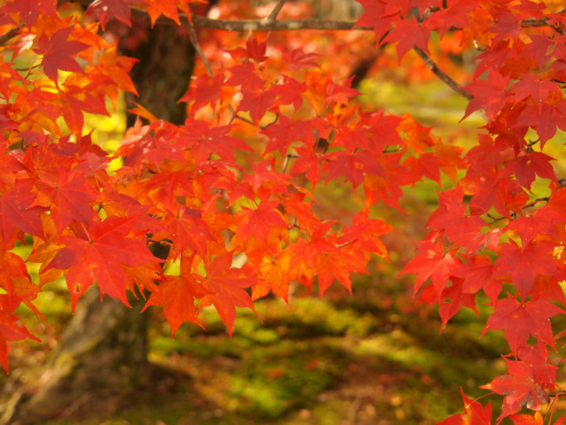 紅葉旅　－　勧修寺_b0203596_19121934.jpg