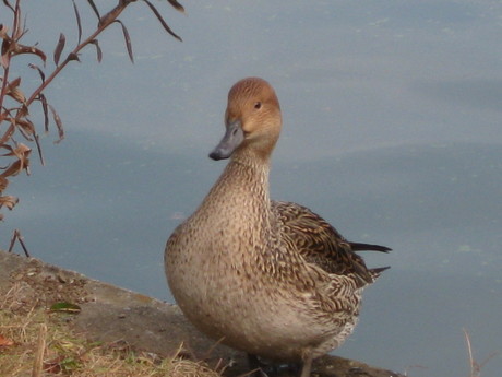 a0224502_17135164.jpg