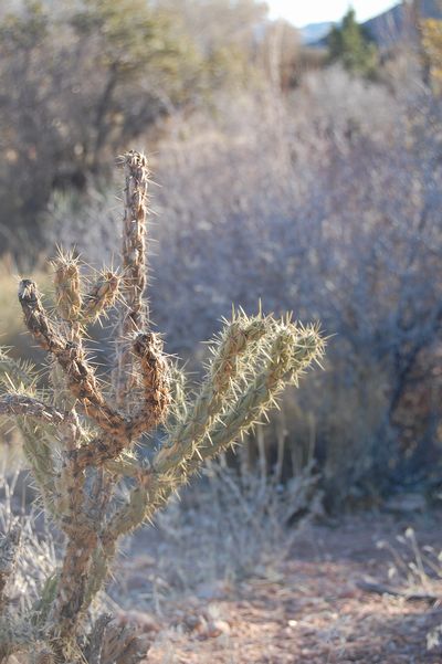 Red Rock_e0049603_1620181.jpg