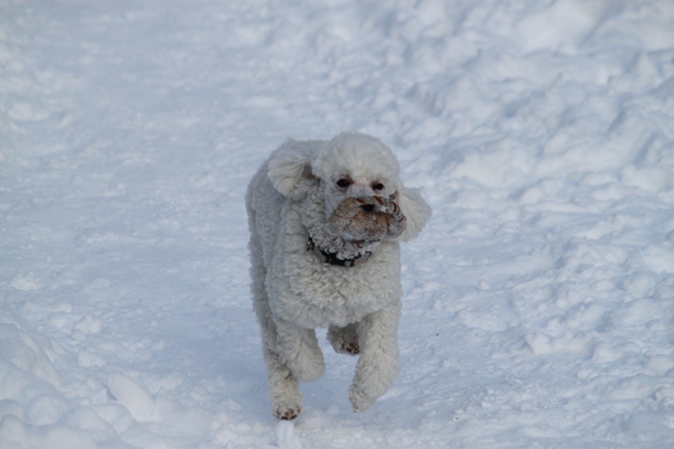 Powdery snow_a0109914_2232744.jpg