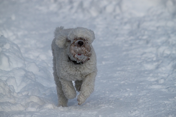 Powdery snow_a0109914_22351615.jpg