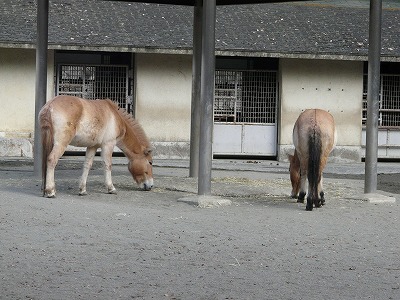 多摩動物公園2012・・・俺似の後姿_b0166128_20382385.jpg
