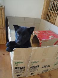 新しい犬小屋_e0170128_1783774.jpg
