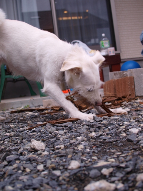 お食い初めをしましょう！３　～まかない編～_b0135432_854972.jpg