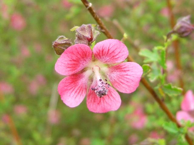 アニソドンテア・カペンシス 今日の花