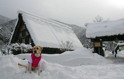 白川郷へ行きました♪_a0142343_12334138.jpg