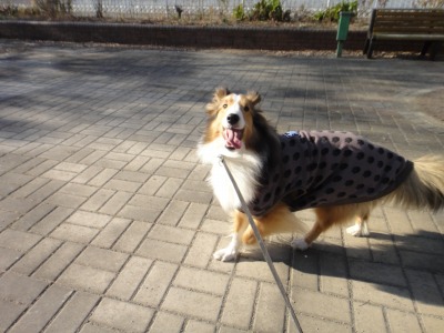 公園2のお友達_e0195743_3343256.jpg