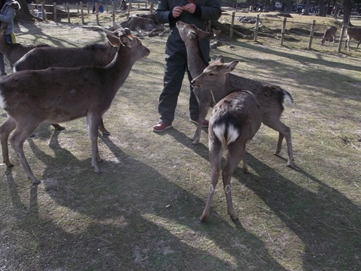 シグナスでお出かけin奈良_a0237349_1924455.jpg