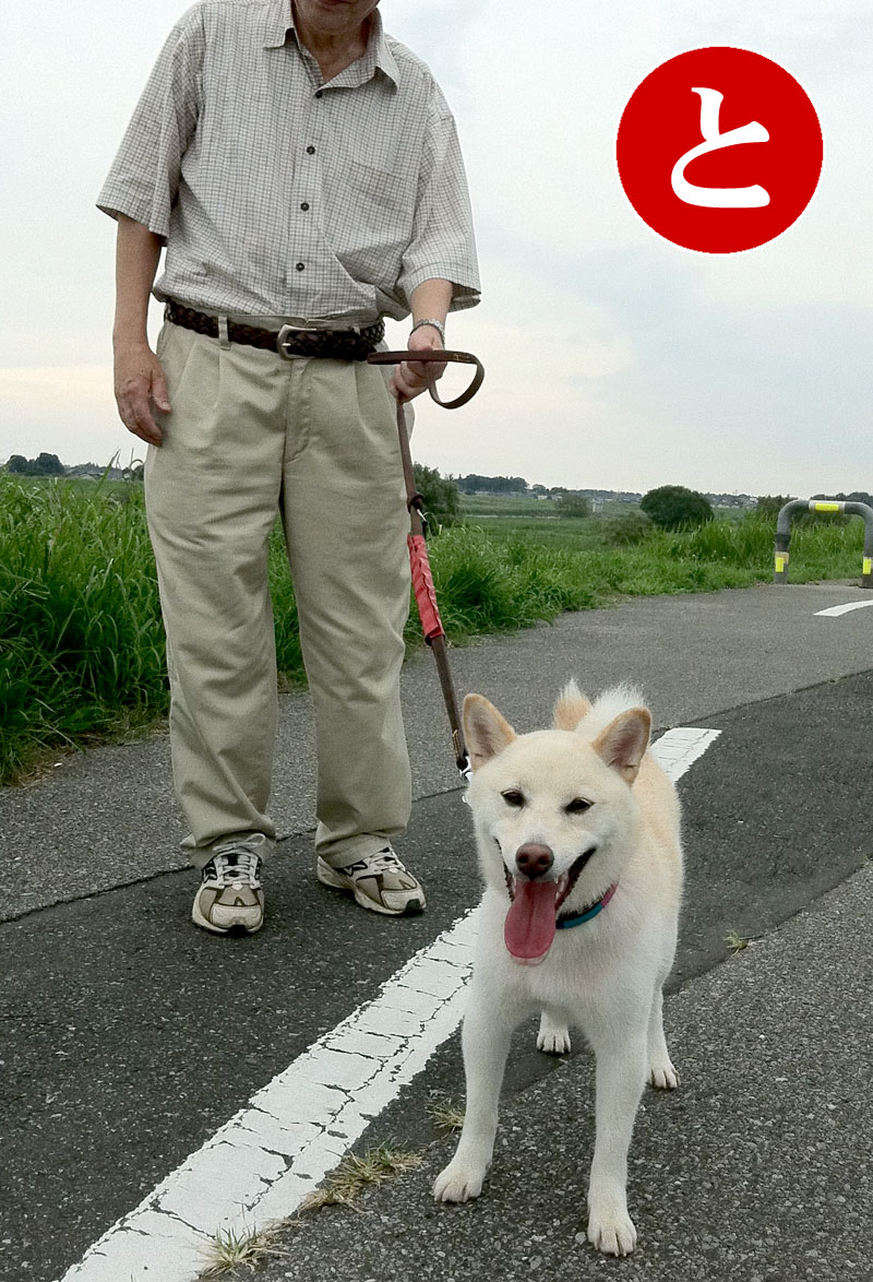 柴犬かるた_d0215369_1756199.jpg