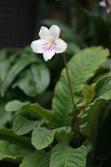 ストレプトカーバス、水中の花？_f0030085_2040126.jpg