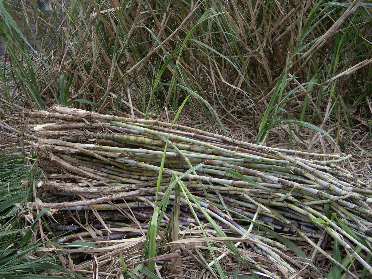 与論島は、今、サトウキビ収穫のまっただ中_e0032991_7515968.jpg