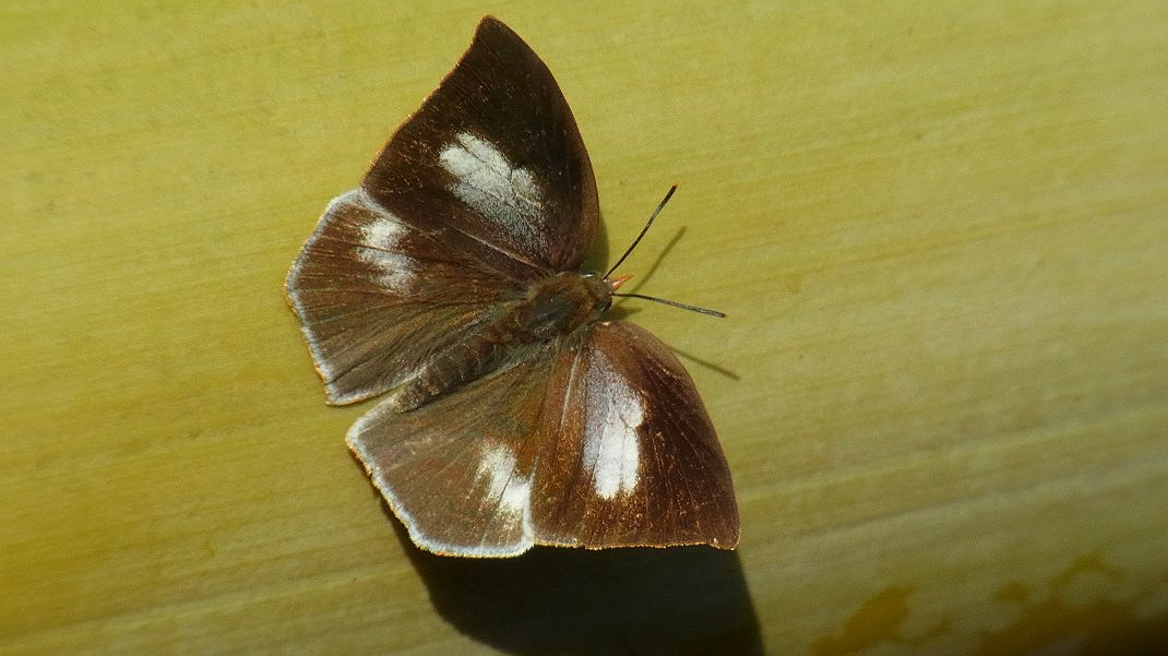 a0152692_20245091.jpg