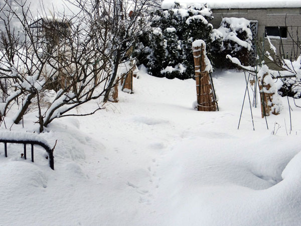 雀の餌台が雪に埋もれた日（＾＾）_a0136293_1753364.jpg