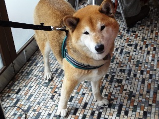 初芦屋浜の柴犬／家族間プライバシー設定_c0221299_8433914.jpg