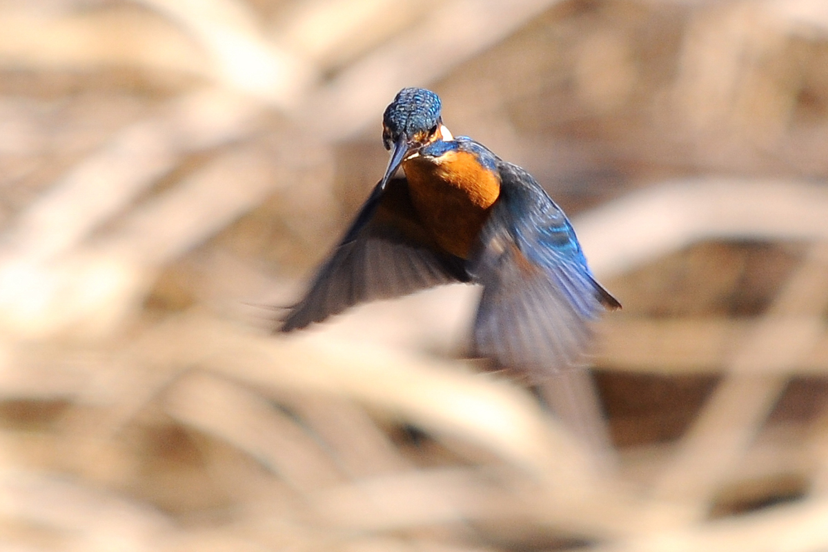 カワセミ写真　_a0189912_22503846.jpg