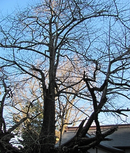 b0055215_98316.jpg