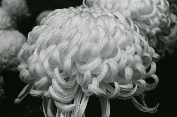 Chrysanthemum_f0182924_18151049.jpg