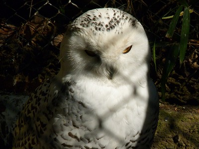多摩動物公園2012・・・俺似の後姿_b0166128_1727455.jpg
