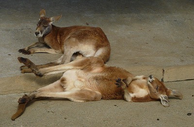 多摩動物公園2012・・・俺似の後姿_b0166128_1811431.jpg