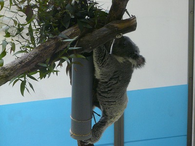 多摩動物公園2012・・・俺似の後姿_b0166128_18141910.jpg