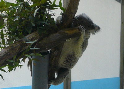 多摩動物公園2012・・・俺似の後姿_b0166128_18144575.jpg