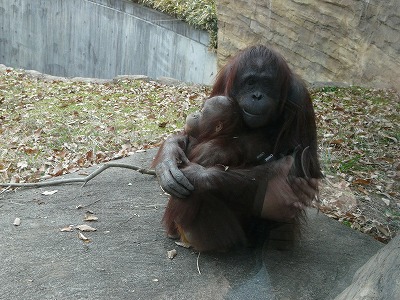 多摩動物公園2012・・・俺似の後姿_b0166128_18391983.jpg