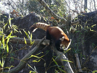 多摩動物公園2012・・・№1人気に負けにゃい!_b0166128_1931465.jpg