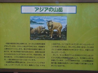 多摩動物公園2012・・・№1人気に負けにゃい!_b0166128_19454226.jpg