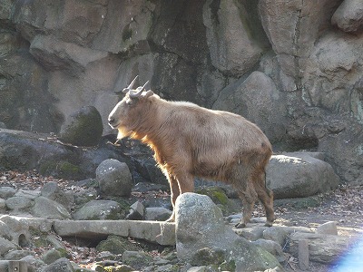 多摩動物公園2012・・・№1人気に負けにゃい!_b0166128_19462265.jpg