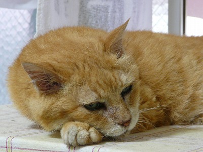 多摩動物公園2012・・・№1人気に負けにゃい!_b0166128_20113584.jpg