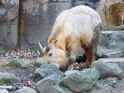 多摩動物公園2012・・・№1人気に負けにゃい!_b0166128_2031127.jpg