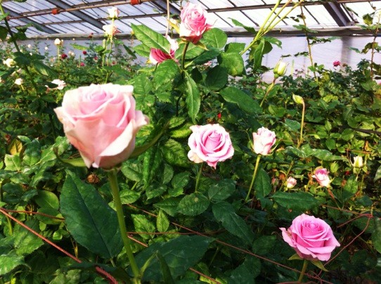 おくだバラ園 京都市伏見区 酪ママ工房ショップroyal Merry