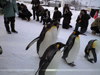 旭山動物園_d0086634_1630102.jpg