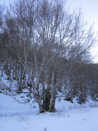 雪のカステッルッチョ2_f0234936_2301586.jpg