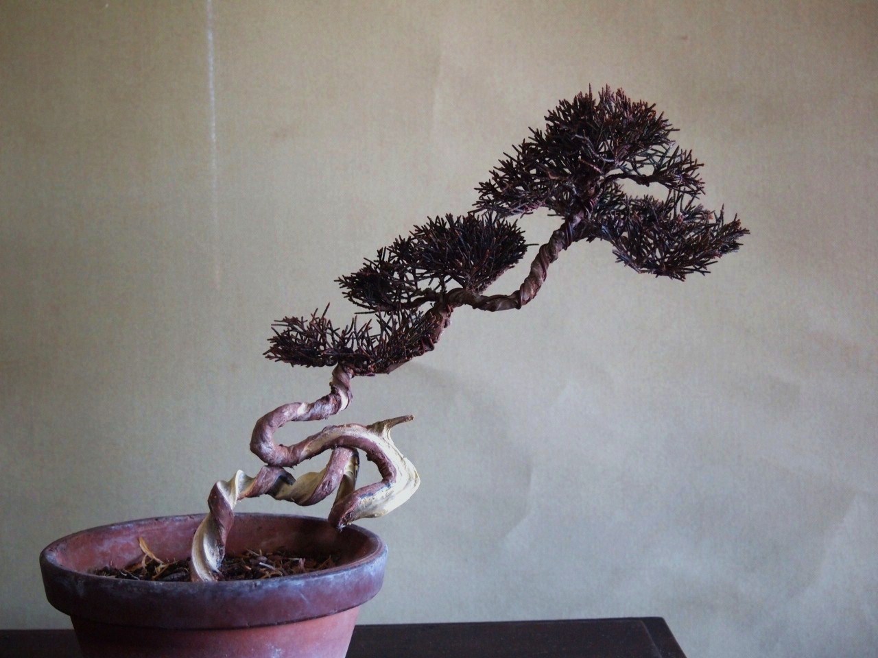 文人の真柏 : 雨宮園 ~盆栽・山野草・陶芸~ 趣味が仕事でも・・・ 文人の真柏 : 雨宮園 ~盆栽・山野草・陶芸~ 趣味が仕事でも・・・
