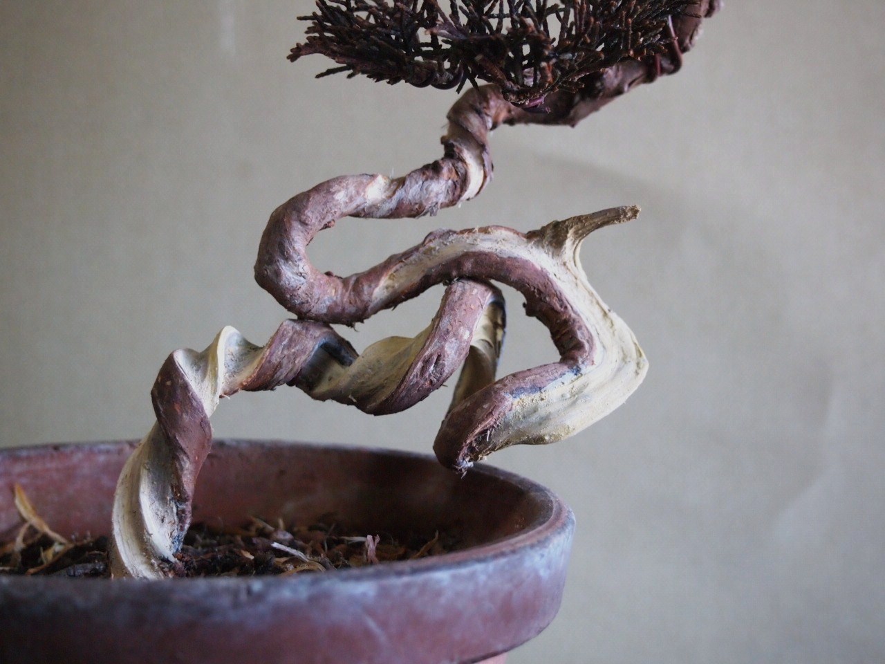 文人の真柏 : 雨宮園 ~盆栽・山野草・陶芸~ 趣味が仕事でも・・・ 文人の真柏 : 雨宮園 ~盆栽・山野草・陶芸~ 趣味が仕事でも・・・