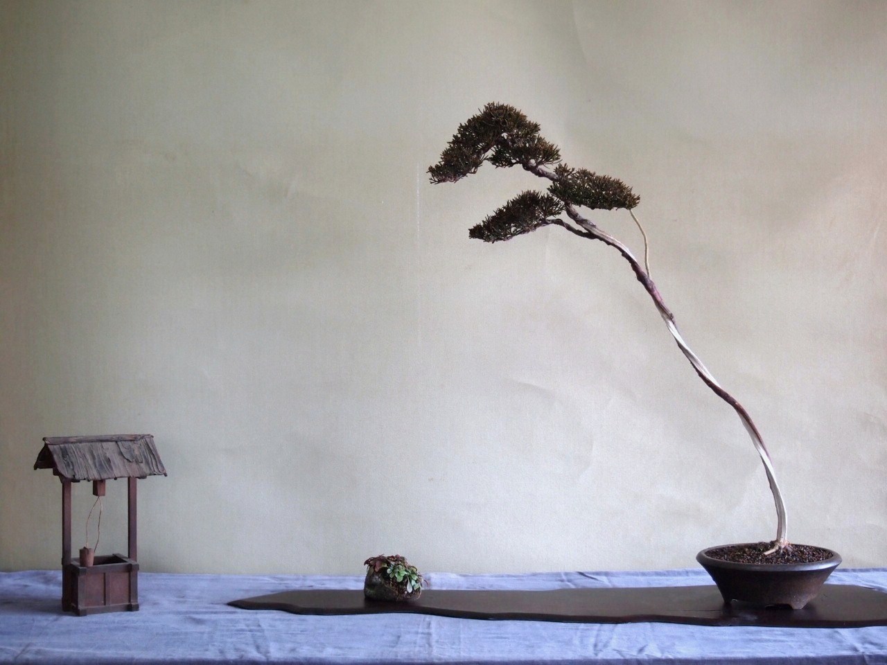 文人の真柏 : 雨宮園 ～盆栽・山野草・陶芸～ 趣味が仕事でも・・・