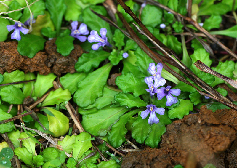 ヒメキランソウ Ajuga Pygmaea 鳥平の自然だより 植物編