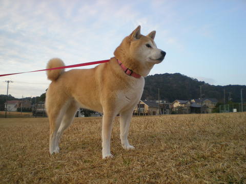 2012年1月11日(水)もう、歩き出したら止まらない~!_f0060461_14194988.jpg