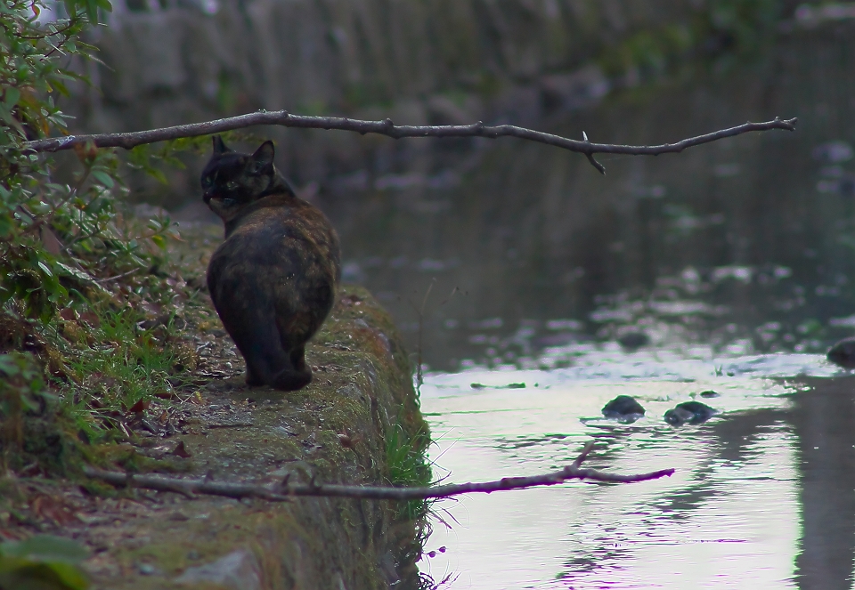 かわせみの来ない日_b0221065_1344633.jpg