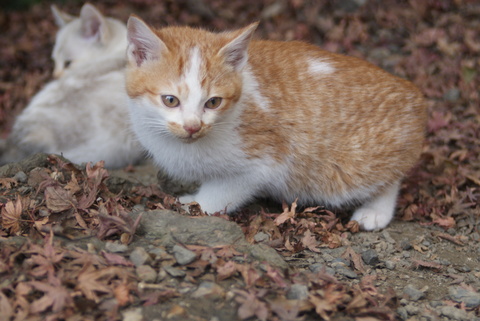 子猫、子猫～。。。_c0183167_2272993.jpg