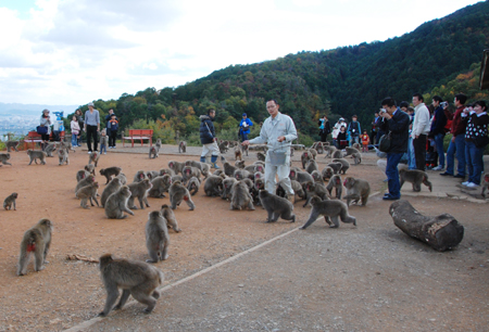 サル山自体が実は「残酷」~サル山の花火投げ込み事件を考える_e0171573_2212098.jpg