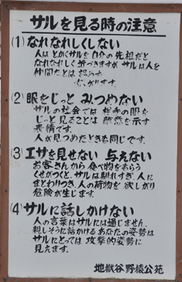 サル山自体が実は「残酷」~サル山の花火投げ込み事件を考える_e0171573_2213572.jpg