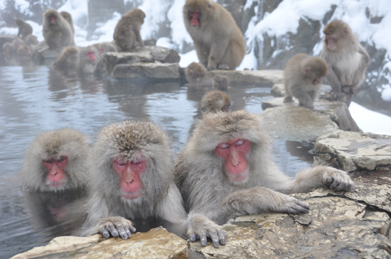 サル山自体が実は「残酷」~サル山の花火投げ込み事件を考える_e0171573_221592.jpg