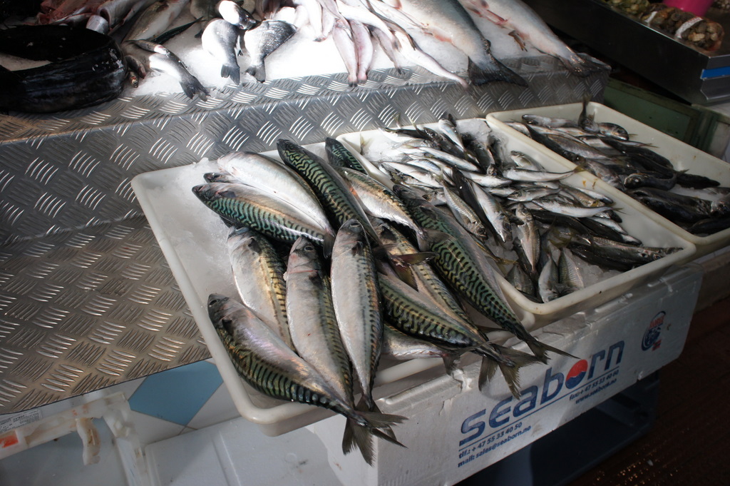 リスボンの魚市場!_c0180686_18284038.jpg
