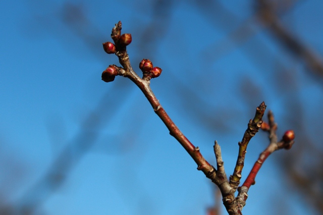 西山公園 2012-1-11_e0251895_22414875.jpg