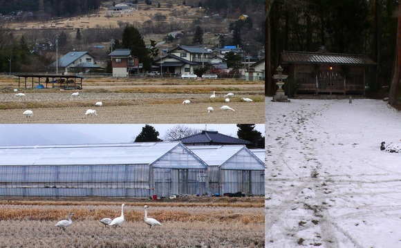 安曇野 白鳥 池田の田んぼにて_a0212730_818369.jpg