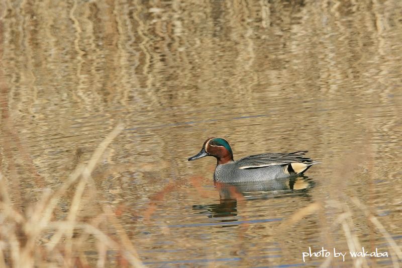 遊水池の水鳥の撮影（＾－＾）_e0052135_1734269.jpg