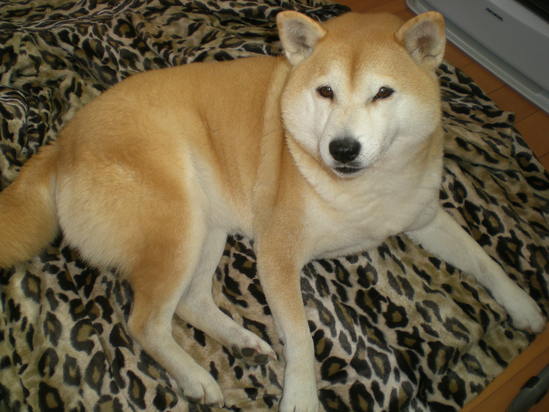 2012年1月12日(木)愛ちゃんもプチゴージャス?_f0060461_12554320.jpg